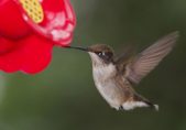 Google presenta su nuevo algoritmo de búsqueda, Hummingbird (Colibrí) Hummingbird