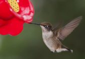 Amar en tiempos Red-Vueltos shutterstock_155034569_Lorri_Carter