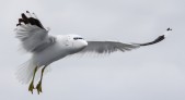 Adobe Photoshop cumple 25 años Fotografías manipuladas de avión y ave