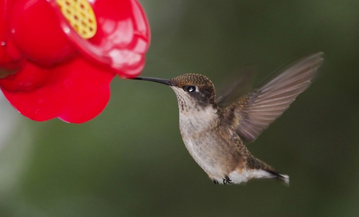 Google presenta su nuevo algoritmo de búsqueda, Hummingbird (Colibrí)