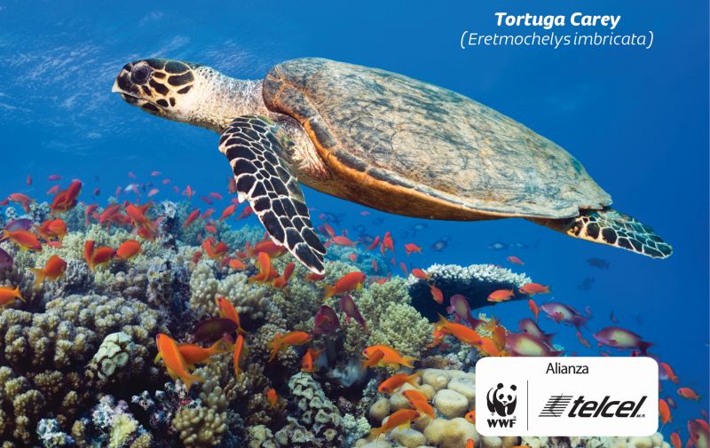 Se presenta la aplicación La naturaleza nos llama 3D en el Abierto Mexicano de Tenis Telcel