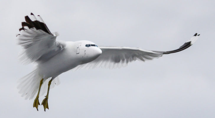 Fotografías manipuladas de avión y ave