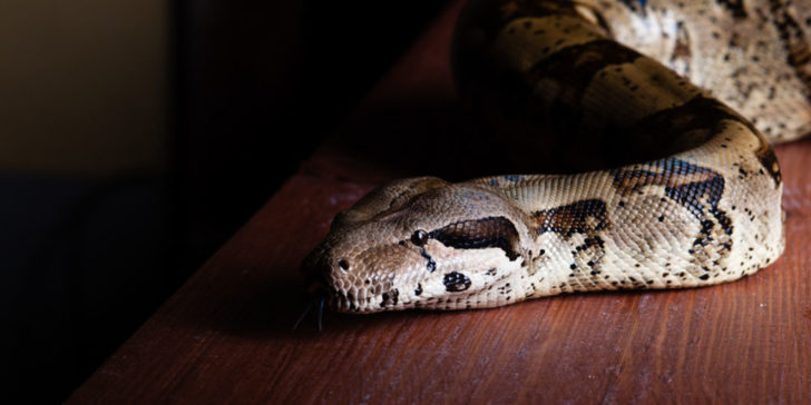 serpiente