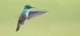 Colibri